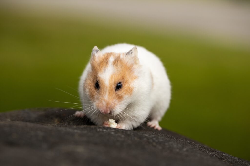 Types of Hamsters