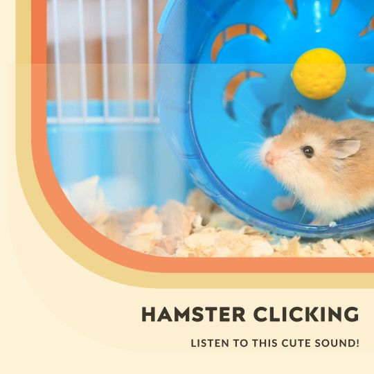 Hamster is Making a Clicking Noise